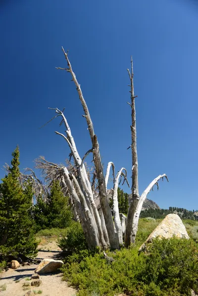 DSC_0244 (Large).JPG